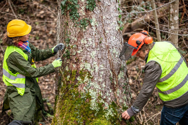 Lake Lure, NC Tree Removal Services Company