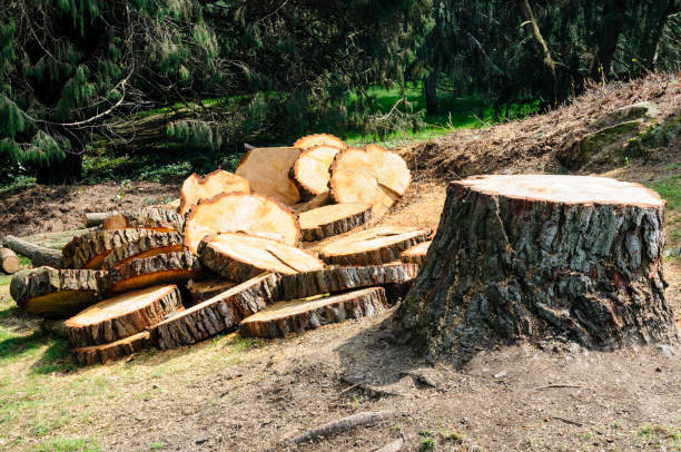 How Our Tree Care Process Works  in  Lake Lure, NC